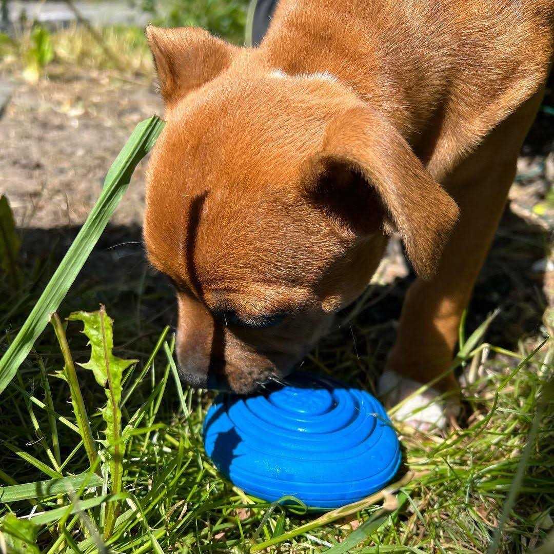 Dog Toy D32343