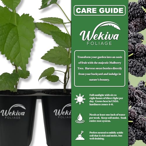 2 Live Tissue Culture Starter Dwarf Mulberry Plants B20924