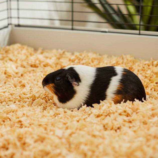 Pine Shaving Small Pet Bedding V57290