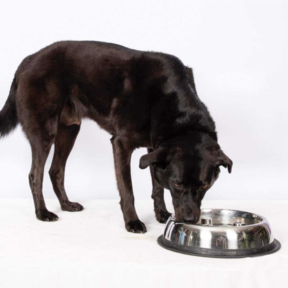 Stainless Steel Dog Bowl N100870